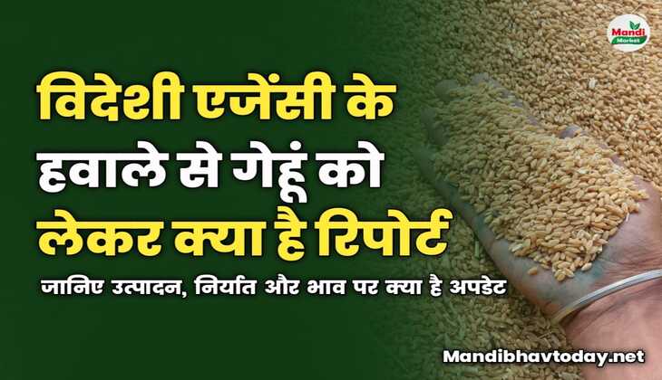 विदेशी एजेंसी के हवाले से गेहूं को लेकर क्या है रिपोर्ट | जानिए उत्पादन, निर्यात और भाव पर क्या है अपडेट 
