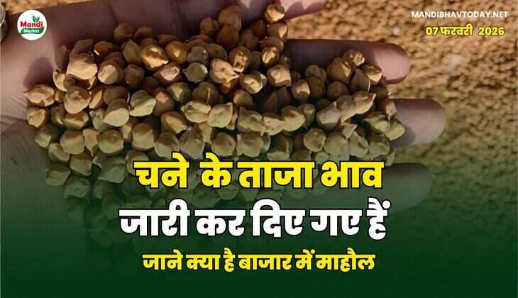 चने  के ताजा भाव जारी कर दिए गए हैं | जाने क्या है बाजार में माहौल