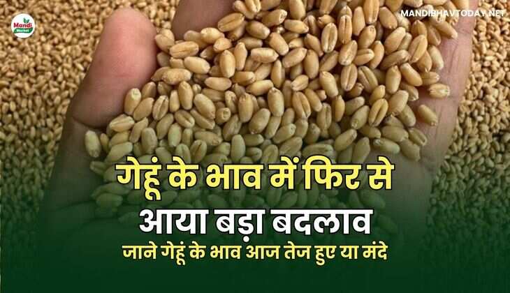 गेहूभाव  