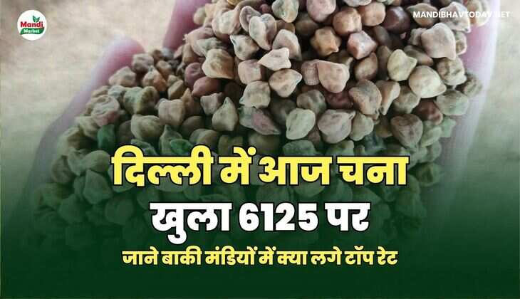 दिल्ली में आज चना खुला 6125 पर | जाने बाकी मंडियों में क्या&nbsp;लगे&nbsp;टॉप&nbsp;रेट