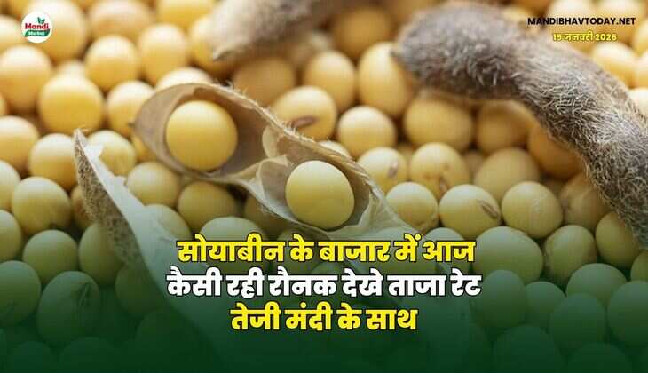 सोयाबीन के बाजार में आज कैसी रही रौनक | देखे ताजा रेट तेजी मंदी के साथ