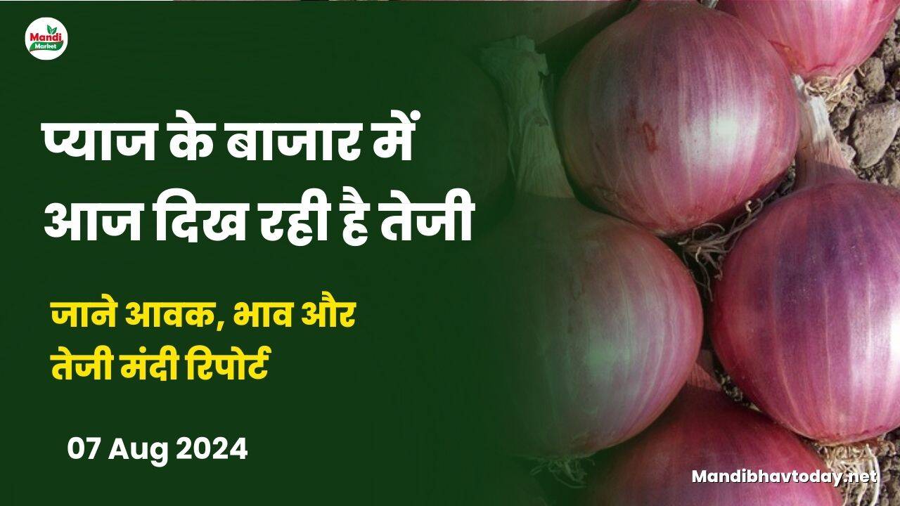 जाने आवक, भाव और  तेजी मंदी रिपोर्ट