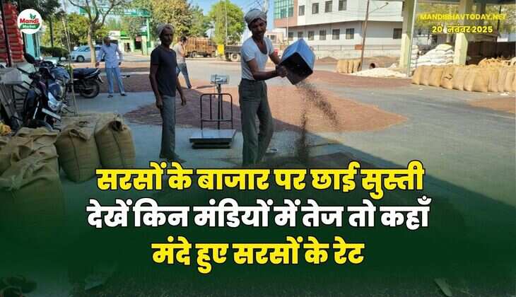 सरसों के बाजार पर छाई सुस्ती | देखें किन मंडियों में तेज तो कहाँ मंदे हुए सरसों के रेट
