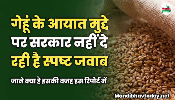 गेहूं के आयात मुद्दे पर सरकार नहीं दे रही है स्पष्ट जवाब | जाने क्या है इसकी वजह इस रिपोर्ट में 