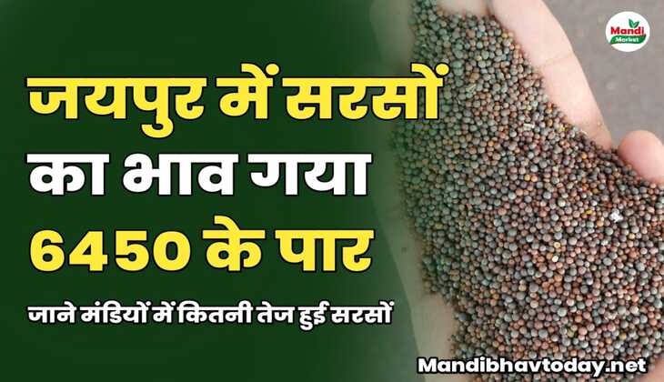 आज जयपुर में सरसों का भाव गया 6450 के पार | जाने मंडियों में कितनी तेज हुई सरसों