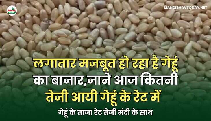 गेहूं के ताजा रेट तेजी मंदी के साथ