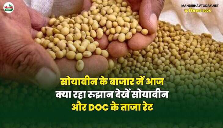 सोयाबीन के बाजार में आज क्या रहा रुझान | देखें सोयाबीन और DOC के ताजा रेट