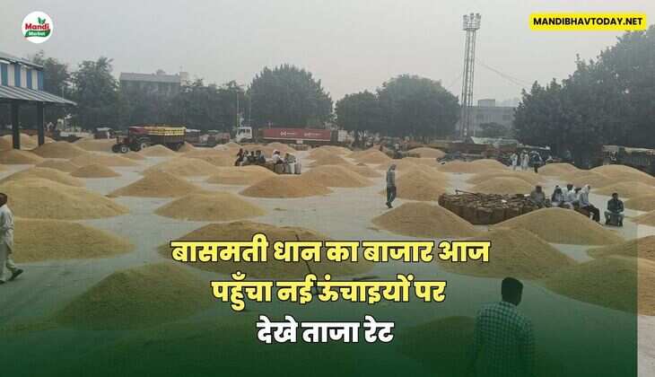 बासमती धान का बाजार आज पहुँचा नई ऊंचाइयों पर | देखे ताजा रेट 