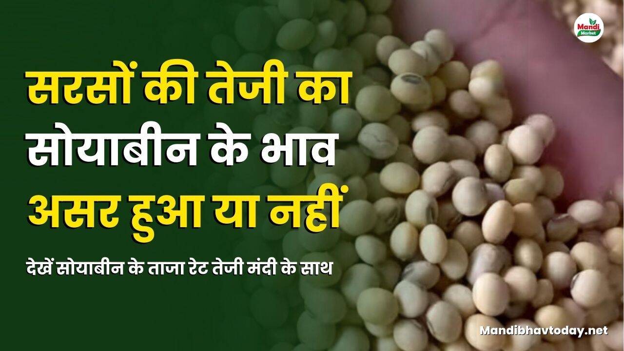 देखें सोयाबीन के ताजा रेट तेजी मंदी के साथ