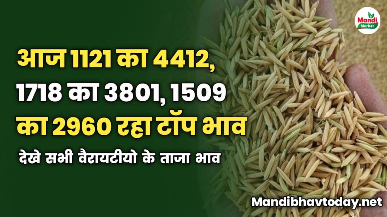 आज 1121 का 4412, 1718 का 3801, 1509 का 2960 रहा टॉप भाव | देखे सभी वैरायटीयो के ताजा भाव