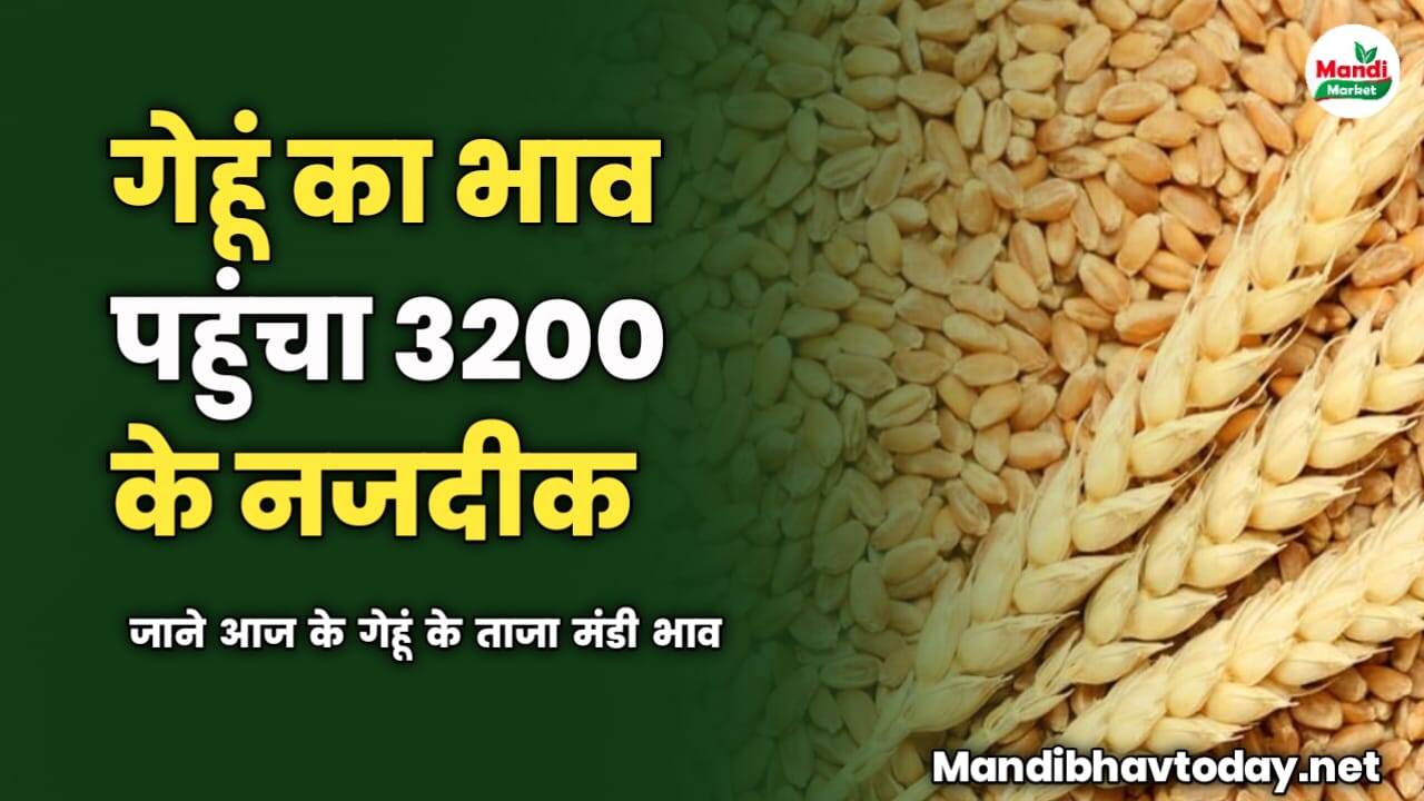 गेहूं का भाव पहुंचा 3200 के बिलकुल नजदीक | जाने आज के गेहूं के ताजा मंडी भाव