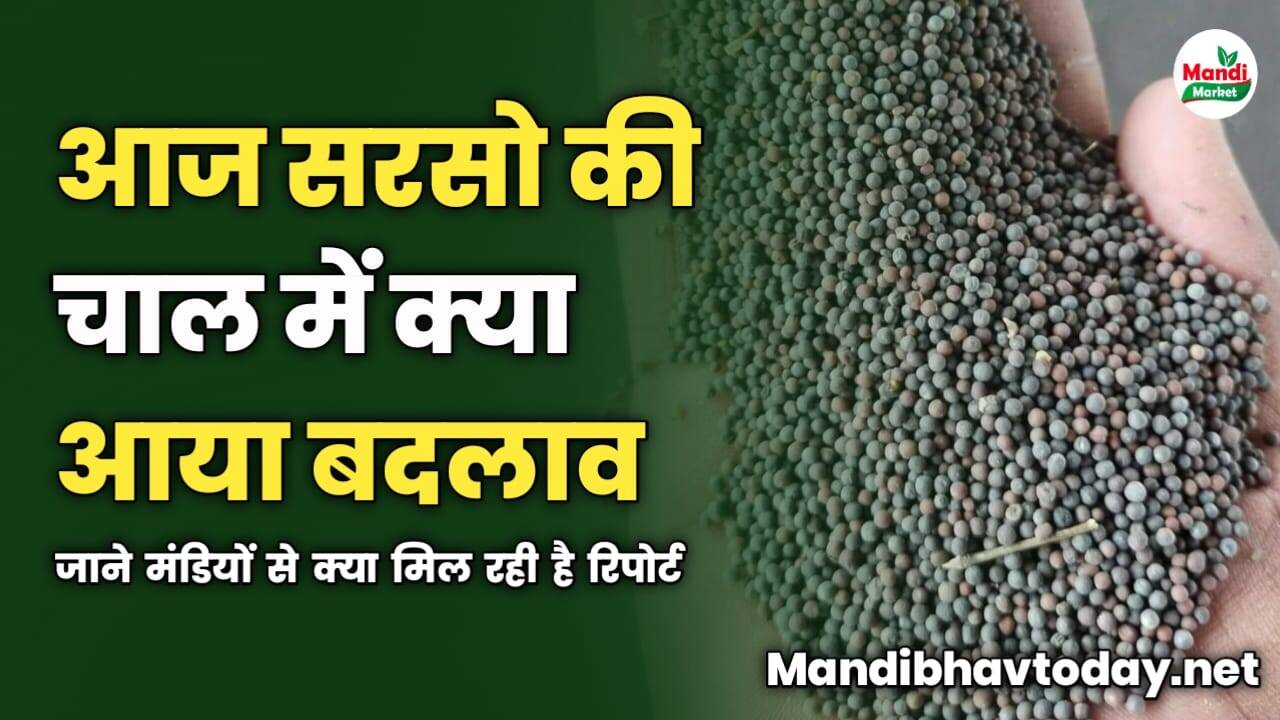 आज सरसो की चाल में क्या आया बदलाव | जाने मंडियों से क्या मिल रही है रिपोर्ट