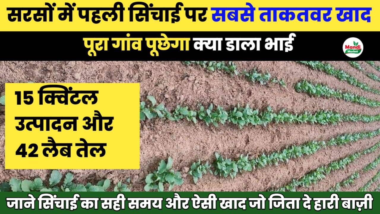 सरसों की पहली सिंचाई के समय सबसे ताकतवर खाद | मिलेगा 42% तेल और 15 क्विंटल उत्पादन