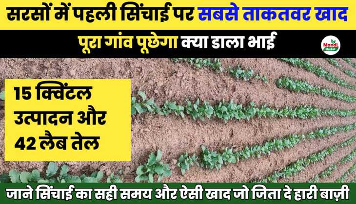 सरसों की पहली सिंचाई के समय सबसे ताकतवर खाद | मिलेगा 42% तेल और 15 क्विंटल उत्पादन 