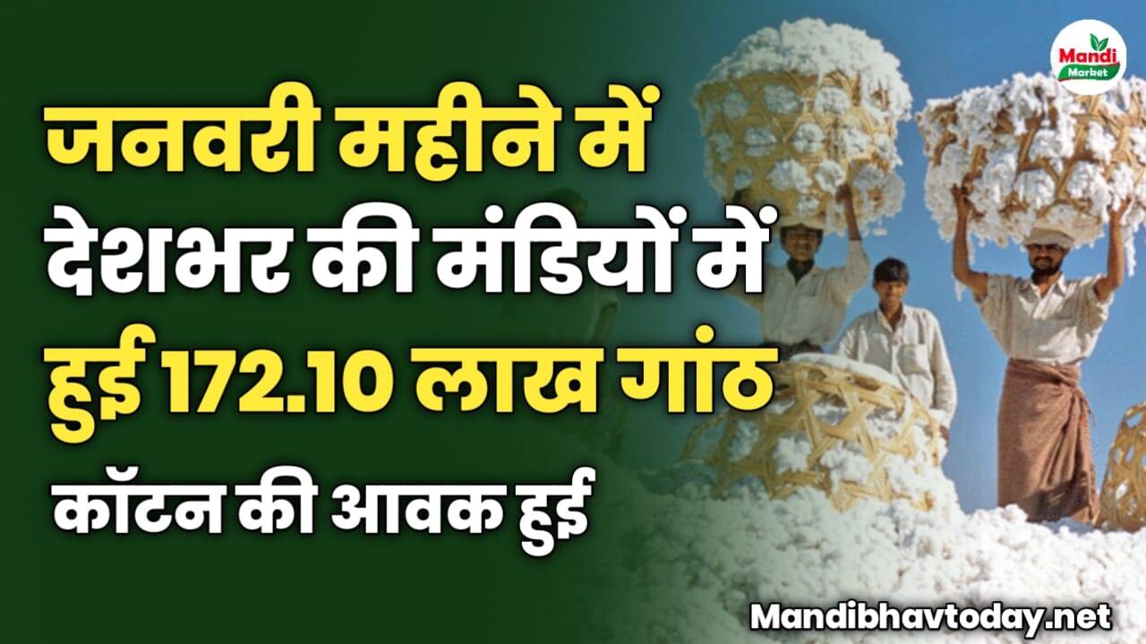जनवरी महीने में देशभर की मंडियों में हुई 172.10 लाख गांठ कॉटन की आवक हुई
