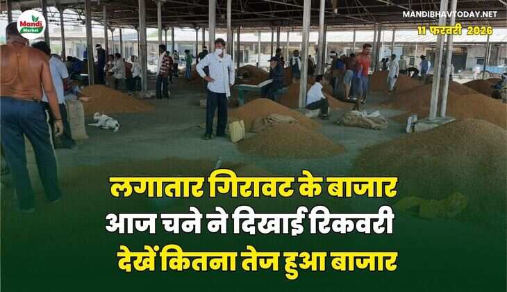 लगातार गिरावट के बाजार आज चने ने दिखाई रिकवरी | देखें कितना तेज हुआ बाजार