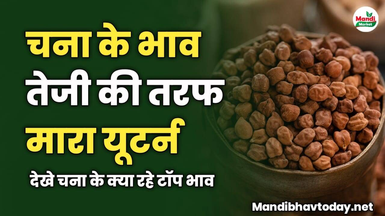 चना के भाव तेजी की तरफ मारा यूटर्न | देखे चना के क्या रहे टॉप भाव