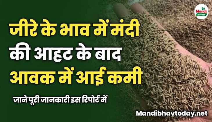 जीरे में मंदी की आहट के बाद आवक में आई कमी | जाने पूरी जानकारी इस रिपोर्ट में