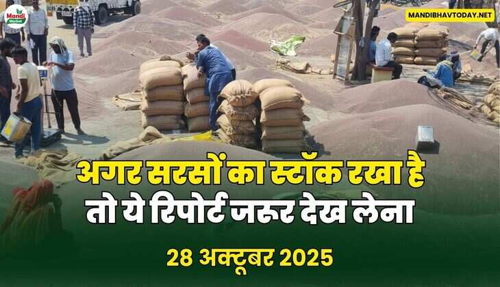 अगर सरसों का स्टॉक रखा है तो ये रिपोर्ट जरूर देख लेना