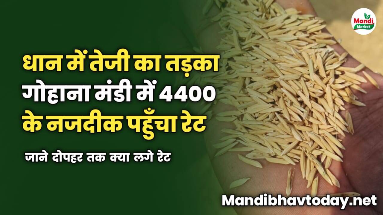 धान में तेजी का तड़का | गोहाना मंडी में 4400 के नजदीक पहुँचा रेट | जाने दोपहर तक क्या लगे रेट