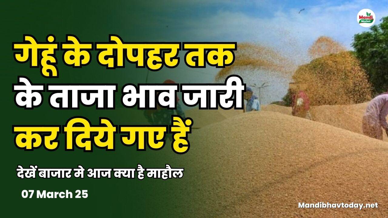 गेहूं के दोपहर तक के ताजा भाव जारी कर दिये गए हैं | देखें बाजार मे आज क्या है माहौल