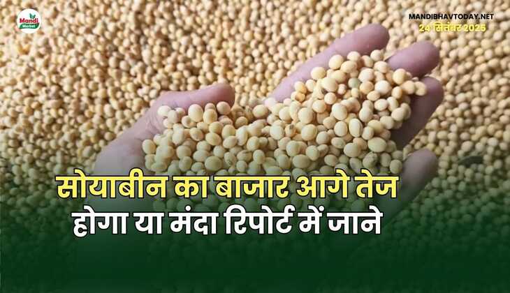 सोयाबीन का बाजार आगे तेज होगा या मंदा रिपोर्ट में जाने