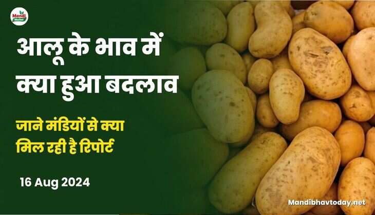 आलू के भाव में क्या हुआ बदलाव | जाने मंडियों से क्या मिल रही है रिपोर्ट