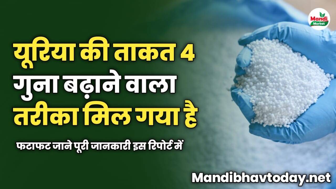यूरिया की ताकत 4 गुना बढ़ाने वाला तरीका मिल गया है | फटाफट जाने इस रिपोर्ट में