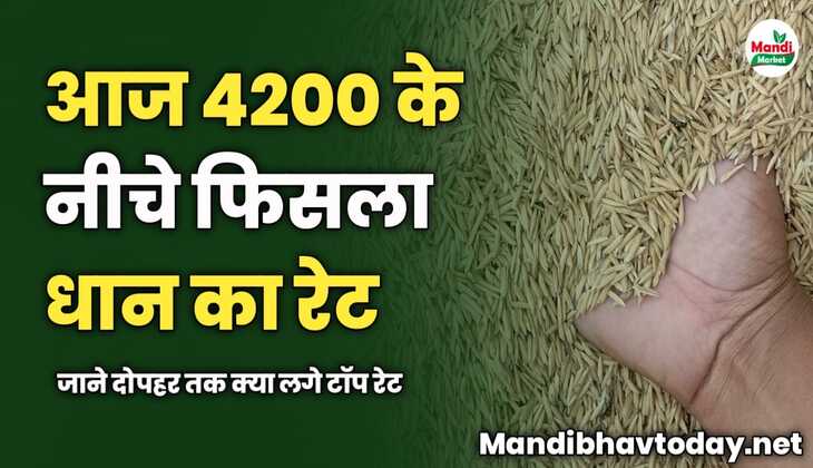 4200 के नीचे फिसला धान का रेट | जाने दोपहर तक क्या लगे टॉप रेट
