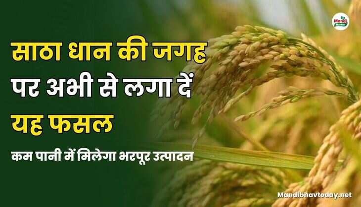 साठा धान की जगह पर अभी से लगा दें यह फसल | कम पानी में मिलेगा भरपूर उत्पादन