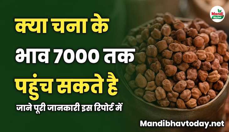 क्या चना के भाव 7000 रूपये तक पहुंच सकते है | जाने पूरी जानकारी इस रिपोर्ट में 