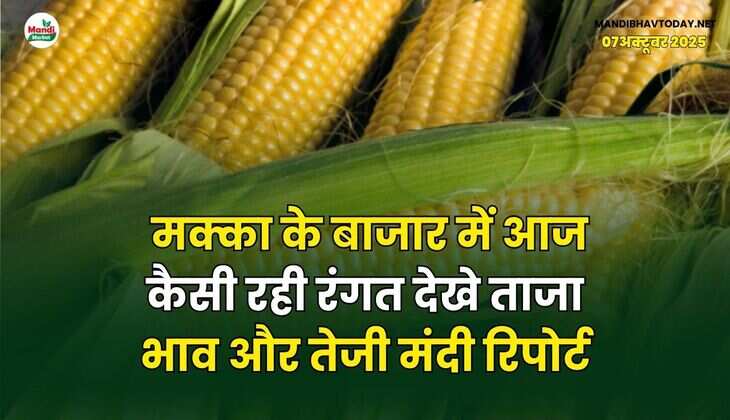 मक्का के बाजार में आज कैसी रही रंगत | देखे ताजा भाव और तेजी मंदी रिपोर्ट