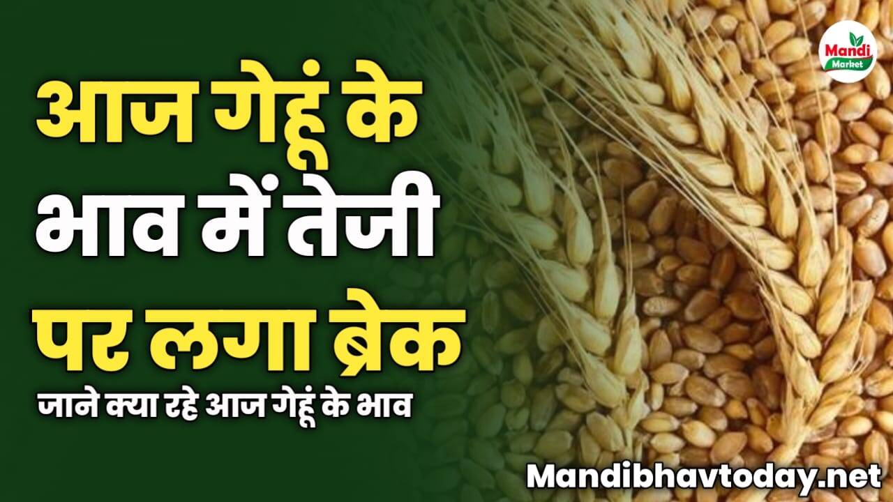 आज गेहूं के भाव में तेजी पर लगा ब्रेक | जाने क्या रहे आज गेहूं के भाव