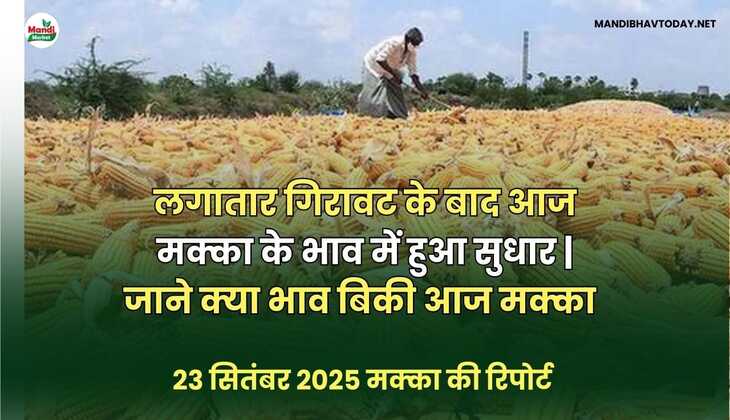 लगातार गिरावट के बाद आज मक्का के भाव में हुआ सुधार | जाने क्या भाव बिकी आज मक्का