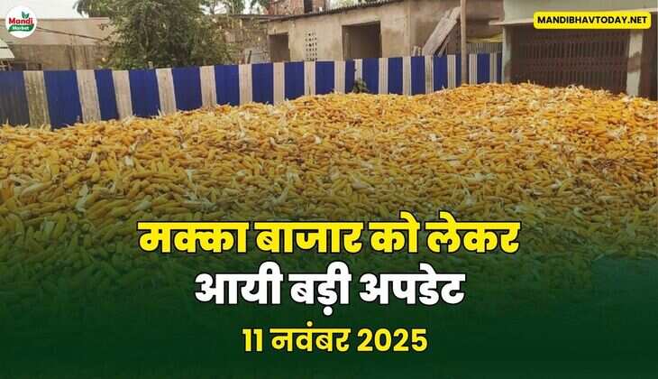 मक्का बाजार को लेकर आयी बड़ी अपडेट 