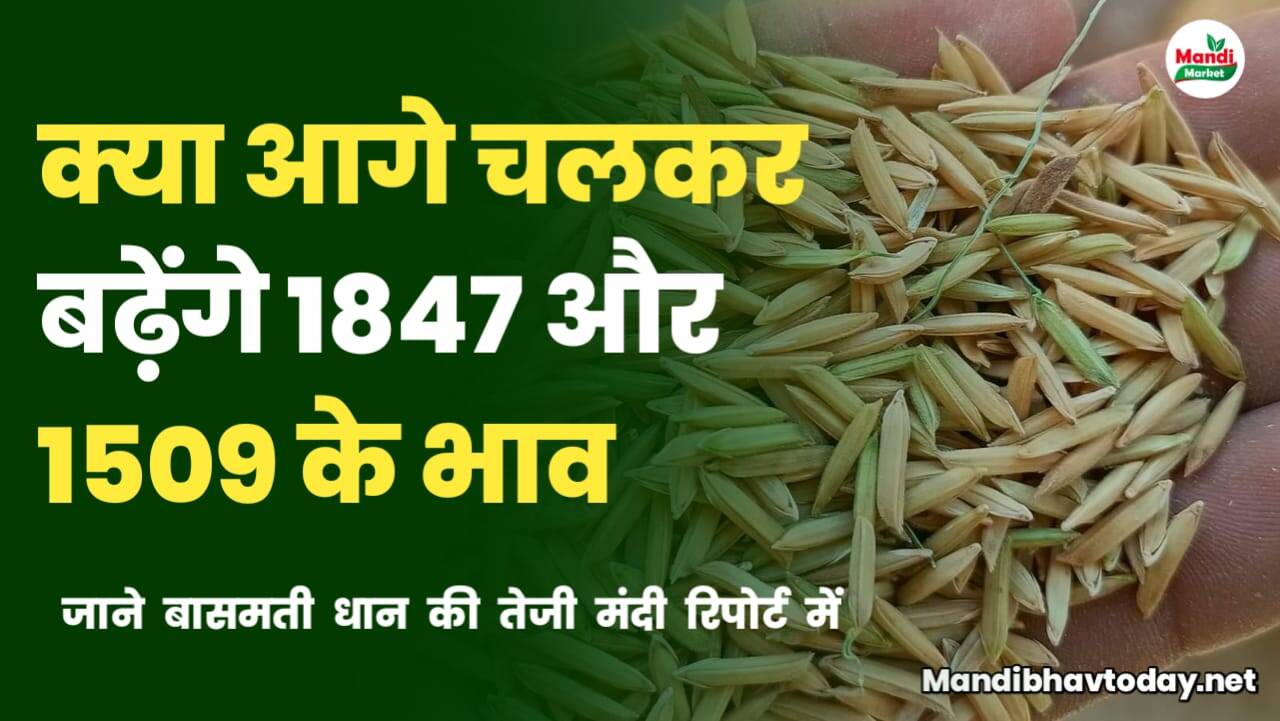 क्या आगे चलकर 1847 और 1509 धान के भाव बढ़ेंगे | जाने 1847 को लेकर क्या है खबर