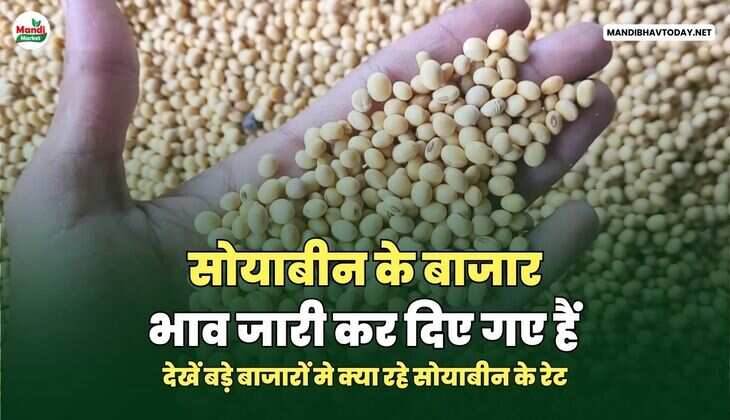 सोयाबीन के बाजार भाव जारी कर दिए गए हैं | देखें बड़े बाजारों मे क्या रहे सोयाबीन के रेट 