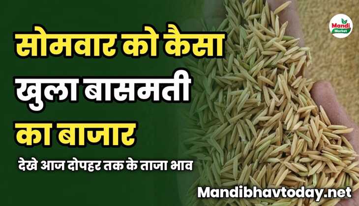 सोमवार को कैसा खुला बासमती का बाजार | देखे आज दोपहर तक के ताजा भाव 