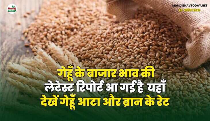 गेहूँ के बाजार भाव की लेटेस्ट रिपोर्ट आ गई है | यहाँ देखें गेहूँ आटा और ब्रान के रेट