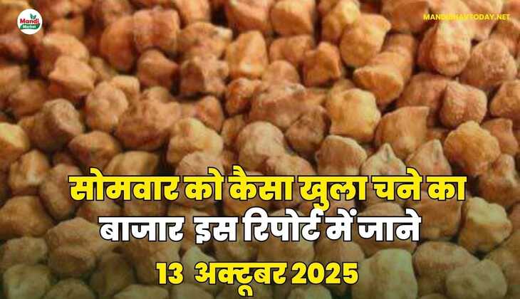 सोमवार को कैसा खुला चने का बाजार | इस रिपोर्ट में जाने