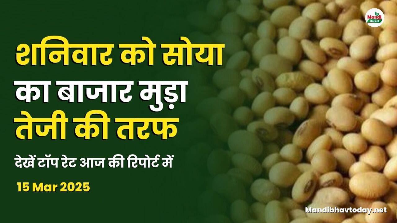 सोयाबीन भाव 15 Mar 2025