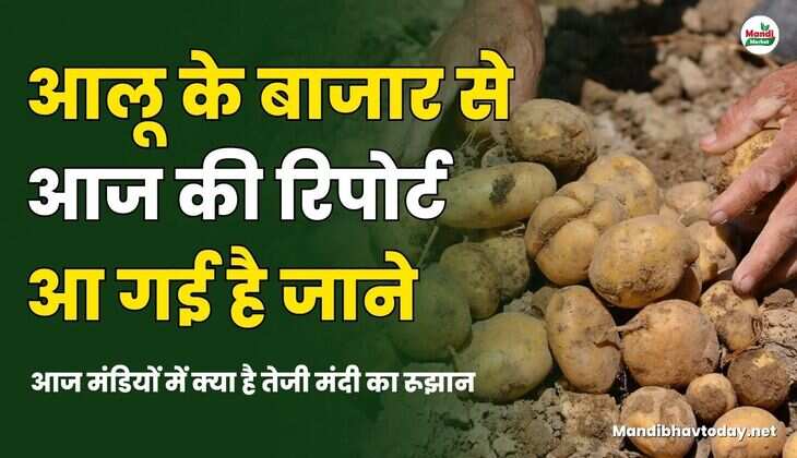 जाने आज मंडियों में क्या है तेजी मंदी का रूझान 