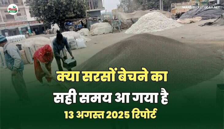 सरसों IMAGES