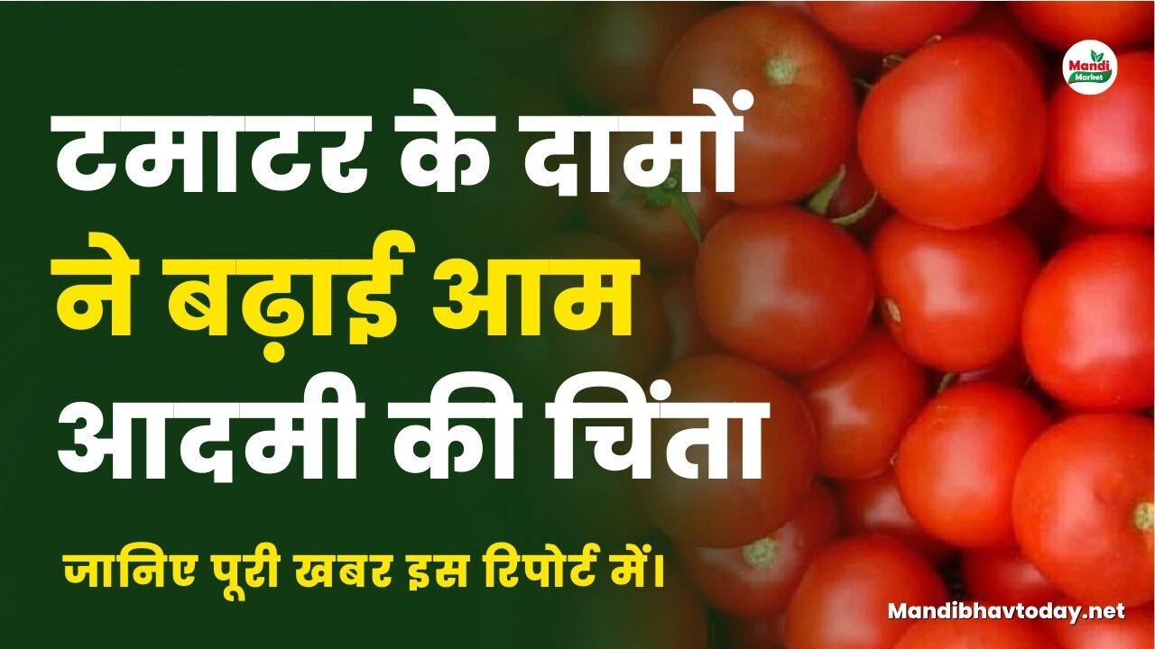टमाटर के दामों ने बढ़ाई आम आदमी की चिंता, जानिए पूरी खबर इस रिपोर्ट में।