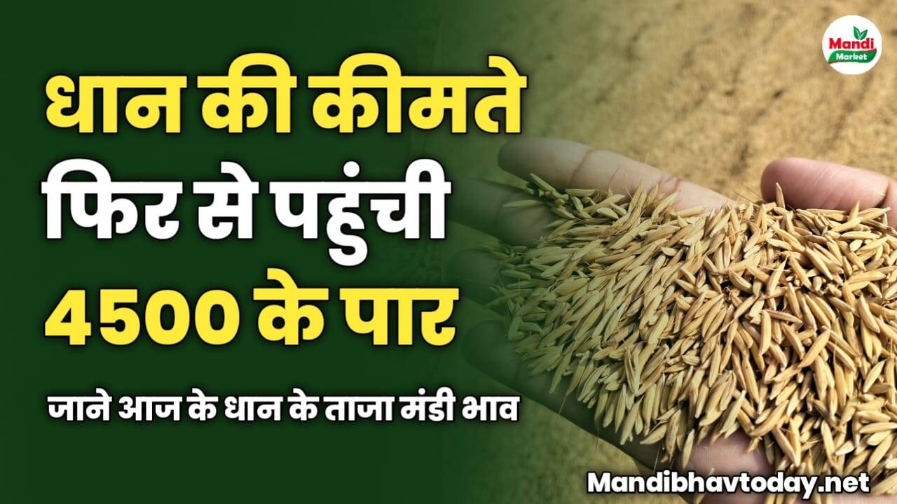 धान की कीमते फिर से पहुंची 4500 के पार | जाने आज के धान के ताजा मंडी भाव