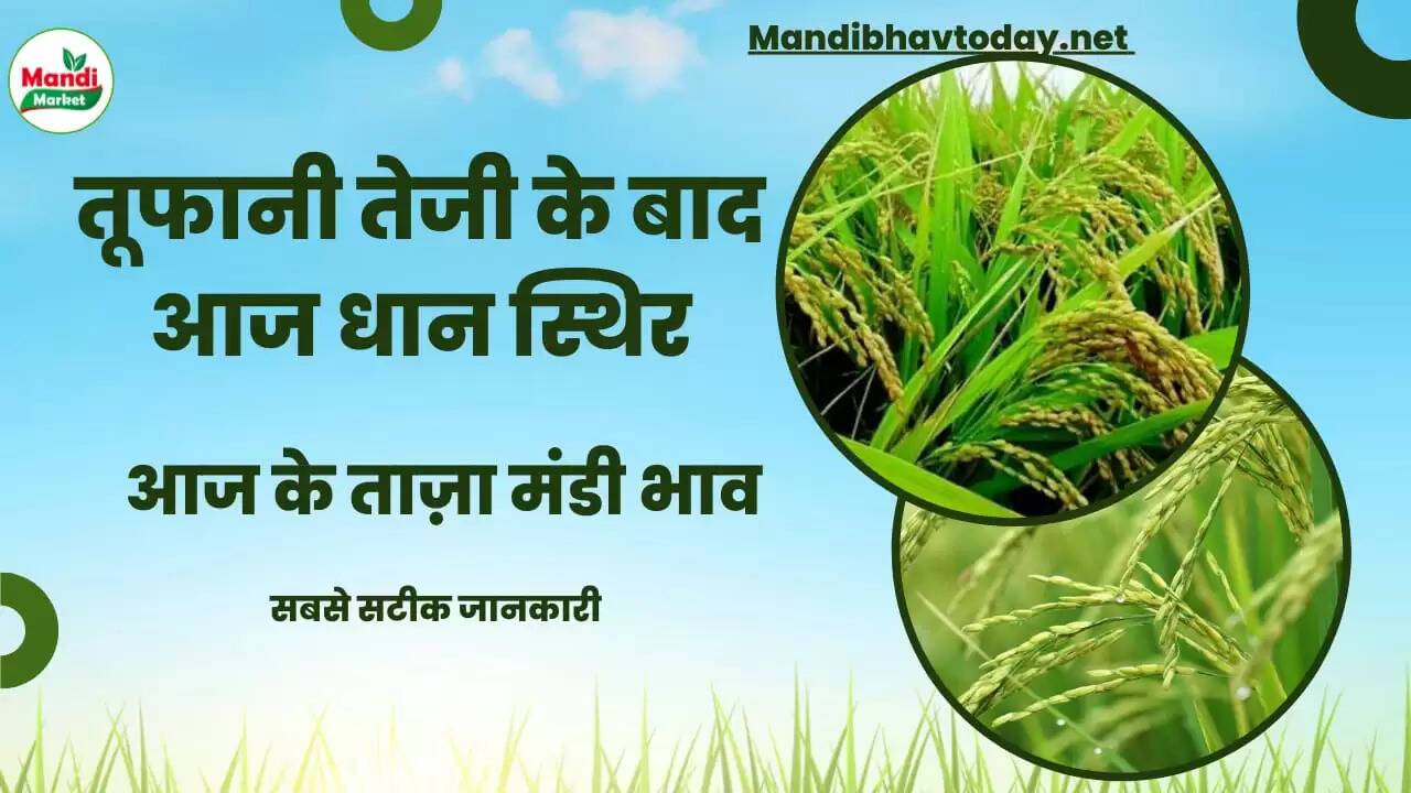 बासमती धान के ताजा मंडी भाव 02 Nov 2022