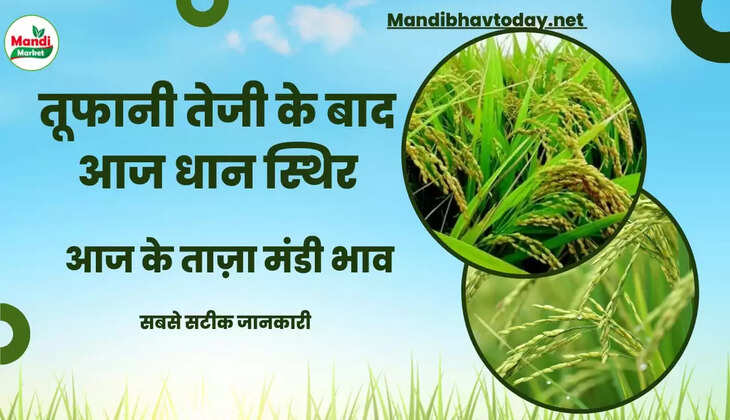 बासमती धान के ताजा मंडी भाव 02 Nov 2022 