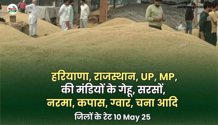  हरियाणा, राजस्थान, UP, MP, की मंडियों के गेहू, सरसों, नरमा, कपास, ग्वार, चना आदि | जिलों के आज के रेट 23 May 25