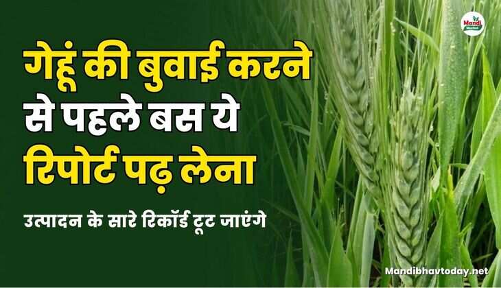 गेहूं की बुवाई करने से पहले बस ये रिपोर्ट पढ़ लेना | उत्पादन के सारे रिकॉर्ड टूट जाएंगे