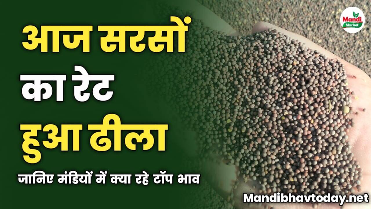 आज सरसों का रेट हुआ ढीला | जानिए मंडियों में क्या रहे टॉप भाव